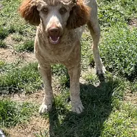 Mo, a male Poodle - Standard  for sale in Middleton, ID – Photo 2 of 4