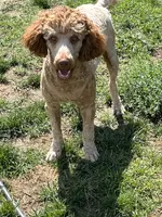 Mo, a male Poodle - Standard  for sale in Middleton, ID – Photo 2 of 4