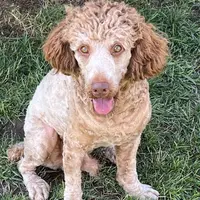 Mo, a male Poodle - Standard  for sale in Middleton, ID – Photo 1 of 4