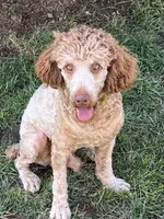 Mo, a male Poodle - Standard  for sale in Middleton, ID – Photo 1 of 4