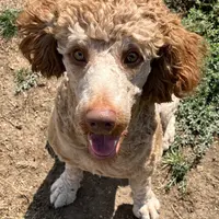 Mo, a male Poodle - Standard  for sale in Middleton, ID – Photo 4 of 4