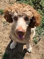 Mo, a male Poodle - Standard  for sale in Middleton, ID – Photo 4 of 4
