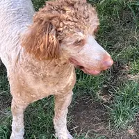 Mo, a male Poodle - Standard  for sale in Middleton, ID – Photo 3 of 4