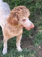 Mo, a male Poodle - Standard  for sale in Middleton, ID – Photo 3 of 4