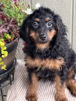 Romeo, a male Bernedoodle for sale in Middleton, ID – 3 of 3