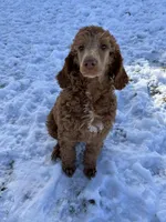 Rose, a female Poodle - Standard  for sale in Middleton, ID – Photo 5 of 5