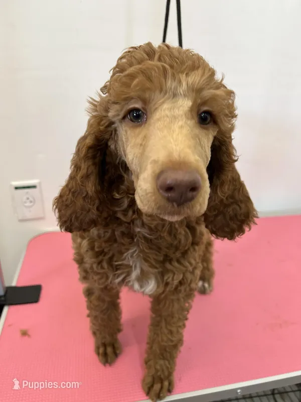 Rose, a female Poodle - Standard  for sale in Middleton, ID – Photo 1 of 5