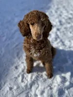Rose, a female Poodle - Standard  for sale in Middleton, ID – Photo 3 of 5