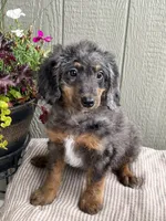 Stanley, a male Bernedoodle for sale in Middleton, ID – 2 of 2