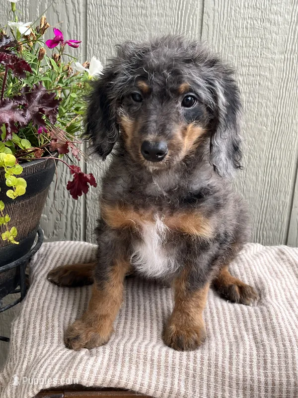 Stanley – Bernedoodle puppy for sale in Middleton, ID
