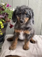 Stanley, a male Bernedoodle for sale in Middleton, ID – 1 of 2