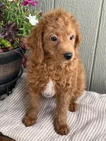 Rusty, a male Bernedoodle for sale in Middleton, ID – 3 of 3