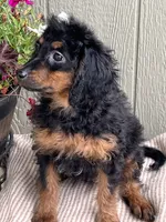 Romeo, a male Bernedoodle for sale in Middleton, ID – 2 of 3