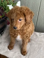 Rusty, a male Bernedoodle for sale in Middleton, ID – 1 of 3