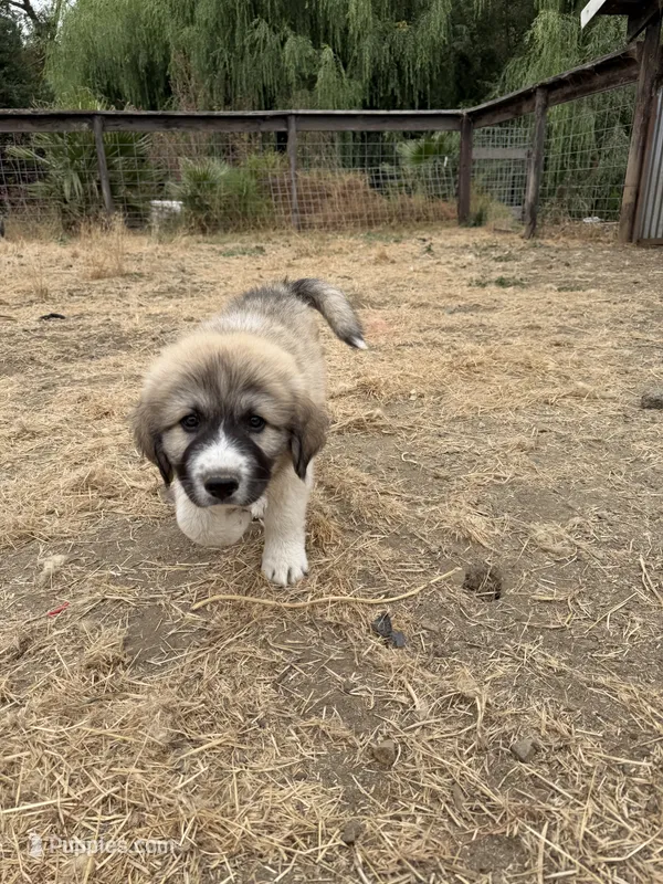 Jack Jr – Anatolian Shepherd Dog, Great Pyrenees puppy for sale in Pescadero, CA