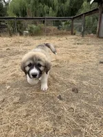 Jack Jr, a male Anatolian Shepherd Dog and Great Pyrenees for sale in Pescadero, CA – 1 of 3