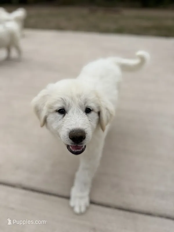 Marshmallow – Anatolian Shepherd Dog, Great Pyrenees puppy for sale in Pescadero, CA
