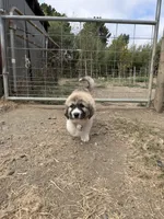 Jack Jr, a male Anatolian Shepherd Dog and Great Pyrenees for sale in Pescadero, CA – 3 of 3