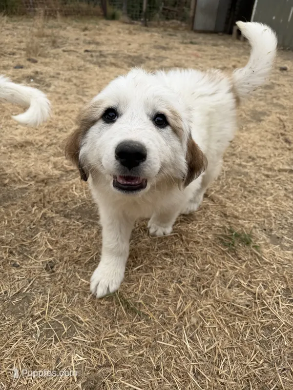 Johnny Jr – Anatolian Shepherd Dog, Great Pyrenees puppy for sale in Pescadero, CA