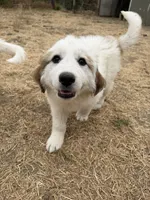 Johnny Jr, a female Anatolian Shepherd Dog and Great Pyrenees for sale in Pescadero, CA – 1 of 3