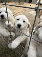 Snowball, a female Anatolian Shepherd Dog and Great Pyrenees for sale in Pescadero, CA – 2 of 2