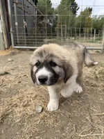 Jack Jr, a male Anatolian Shepherd Dog and Great Pyrenees for sale in Pescadero, CA – 2 of 3