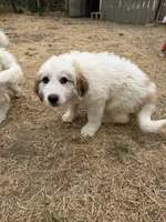 Johnny Jr, a female Anatolian Shepherd Dog and Great Pyrenees for sale in Pescadero, CA – 2 of 3
