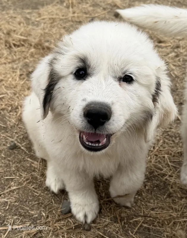 Left Eye – Anatolian Shepherd Dog, Great Pyrenees puppy for sale in Pescadero, CA