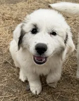 Left Eye, a female Anatolian Shepherd Dog and Great Pyrenees for sale in Pescadero, CA – 1 of 2