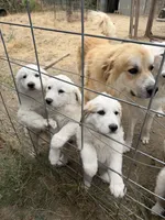Johnny Jr, a female Anatolian Shepherd Dog and Great Pyrenees for sale in Pescadero, CA – 3 of 3