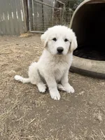 Marshmallow, a male Anatolian Shepherd Dog and Great Pyrenees for sale in Pescadero, CA – 3 of 3