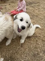 Left Eye, a female Anatolian Shepherd Dog and Great Pyrenees for sale in Pescadero, CA – 2 of 2
