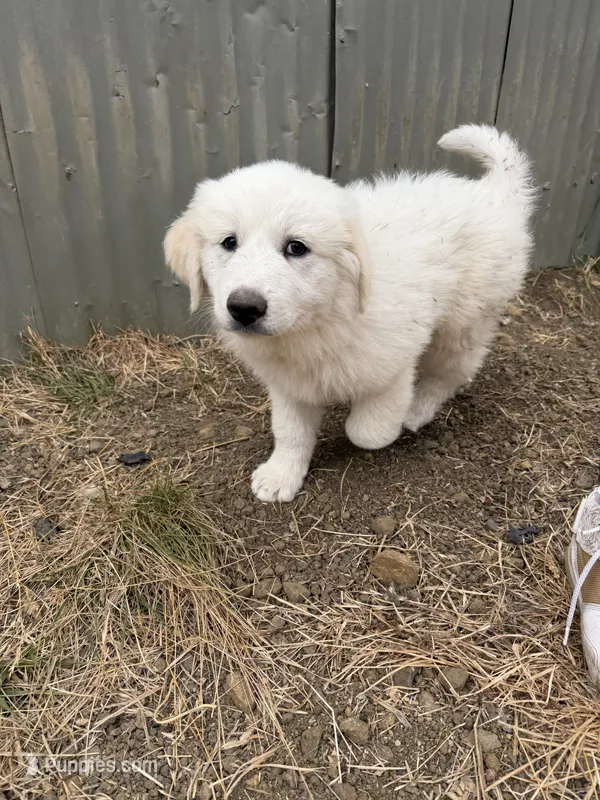 Snowball – Anatolian Shepherd Dog, Great Pyrenees puppy for sale in Pescadero, CA