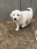 Snowball, a female Anatolian Shepherd Dog and Great Pyrenees for sale in Pescadero, CA – 1 of 2
