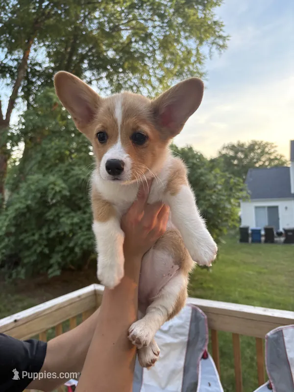 Willow, a female Pembroke Welsh Corgi for sale in Durham, NC – 1 of 3