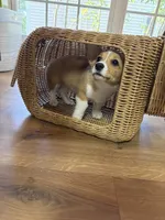 Tater tot , a female Pembroke Welsh Corgi for sale in Durham, NC – 5 of 6