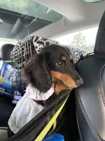 Sandy, a female Miniature Dachshund for sale in Durham, NC – 2 of 4