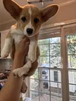Tater tot , a female Pembroke Welsh Corgi for sale in Durham, NC – 2 of 6