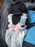 Sandy, a female Miniature Dachshund for sale in Durham, NC – 3 of 4