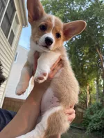 Willow, a female Pembroke Welsh Corgi for sale in Durham, NC – 4 of 7