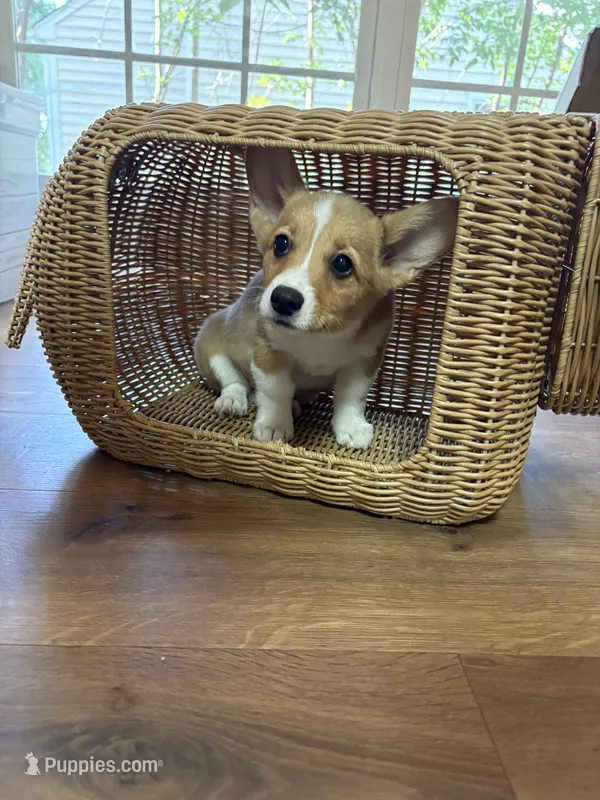 Tater tot  – Pembroke Welsh Corgi puppy for sale in Durham, NC