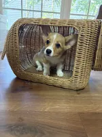Tater tot , a female Pembroke Welsh Corgi for sale in Durham, NC – 1 of 6