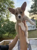 Willow, a female Pembroke Welsh Corgi for sale in Durham, NC – 3 of 7