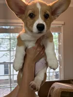 Tater tot , a female Pembroke Welsh Corgi for sale in Durham, NC – 3 of 6