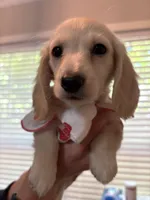 Daisy, a female Miniature Dachshund for sale in Durham, NC – Photo 1 of 5