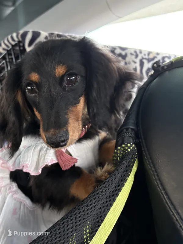Sandy – Miniature Dachshund puppy for sale in Durham, NC