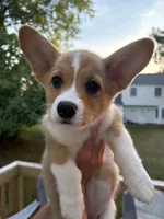 Willow, a female Pembroke Welsh Corgi for sale in Durham, NC – 3 of 3
