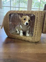 Tater tot , a female Pembroke Welsh Corgi for sale in Durham, NC – 6 of 6