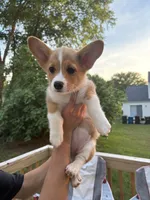 Willow, a female Pembroke Welsh Corgi for sale in Durham, NC – 5 of 7