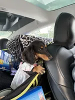 Sandy, a female Miniature Dachshund for sale in Durham, NC – 4 of 4